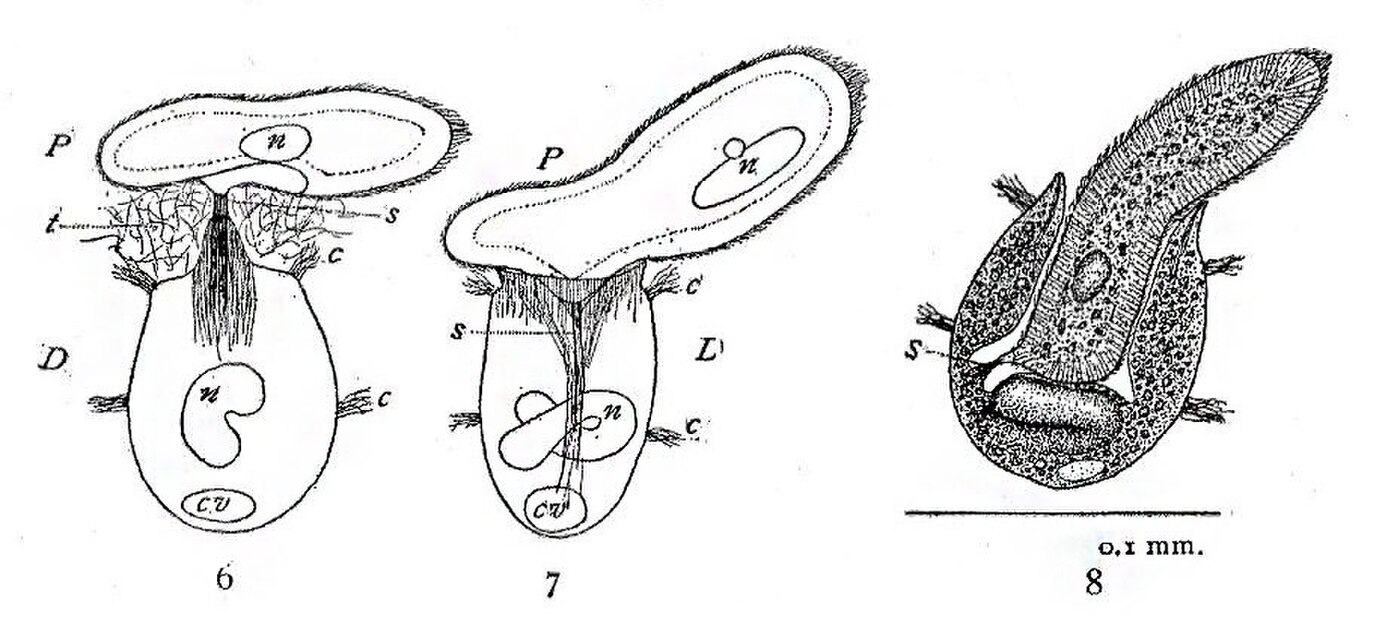 1909 年插图：栉毛虫正在吞食一只草履虫