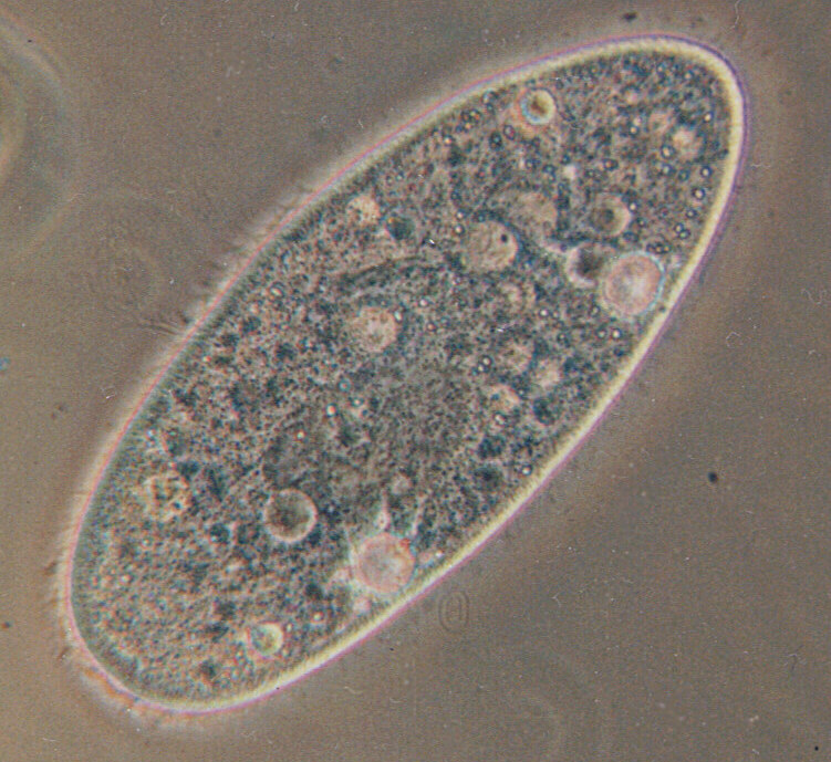 光学显微镜下的双小核草履虫（Paramecium aurelia），身体呈草鞋形，细胞内可见多个泡状结构